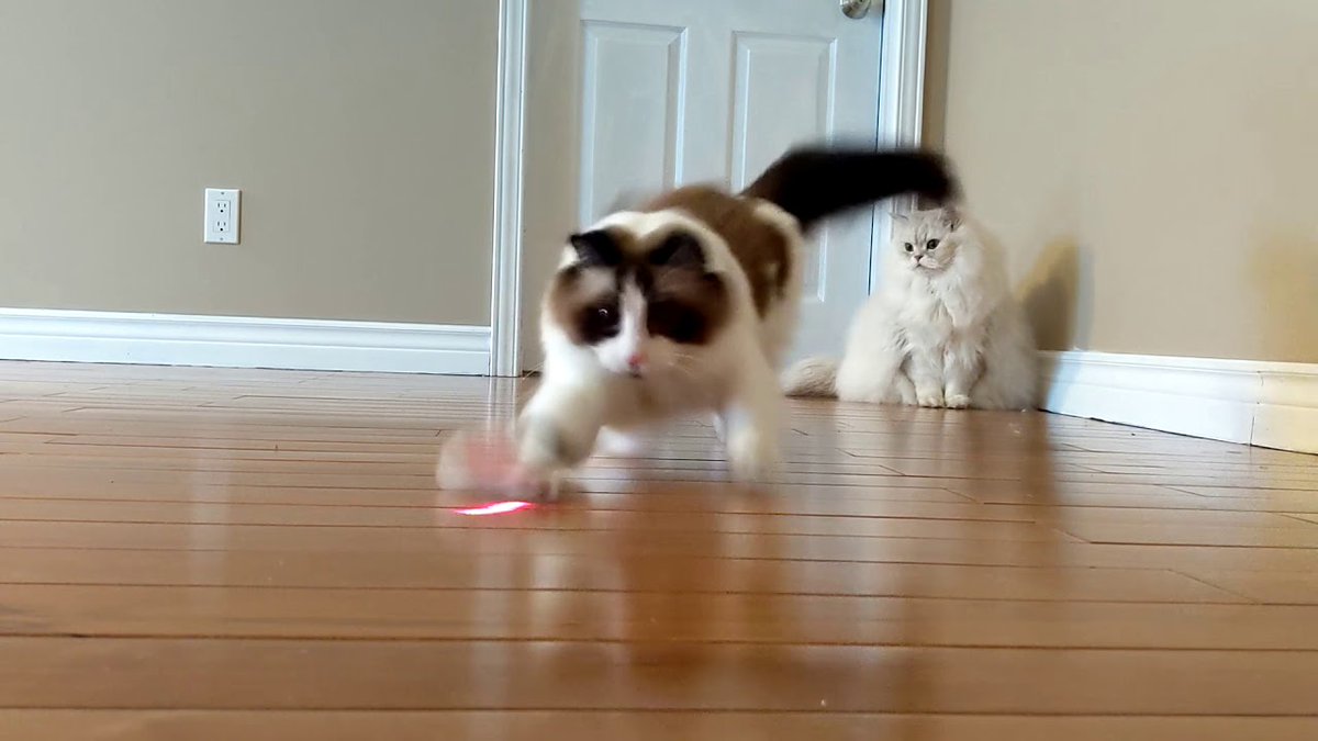 MeowMoeDotCom's tweet photo. Cute Cats Chase a Laser
#Cats #Cat #Kittens #Kitten #Kitty #Pets #Pet #Meow #Moe #CuteCats #CuteCat #CuteKittens #CuteKitten #MeowMoe
#CatAttackingLaser #CatChasing #CatLaser #CatLaserChase #CatLaserPointer #CatLazer
https://t.co/T6DgyWKAaP
. https://t.co/FukMLEGPmE