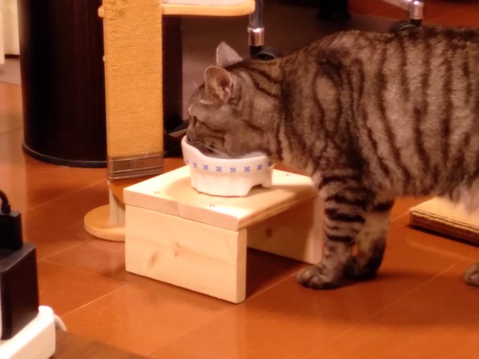 猫の食器台を手作りするにはどんなことに気を付けるべきなの