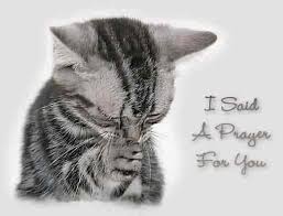 mhmelbourne's tweet image. Send mama gentle #pawhugs and #healingpurrs 💓🐈💓🐈💓🐈💓