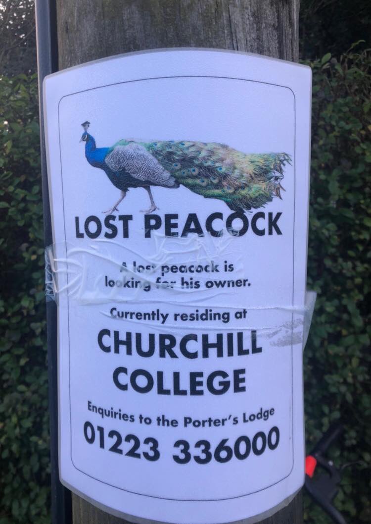 gavtopley's tweet photo. @stjohnscam - Seen near our Madingley Road accommodation. Anywhere else in the world this sign would be about a lost 🐈 Not in #Cambridge 🦚🦚🦚🤣 @ChurchillCol have an unwanted guest 👀 #PeacockGate https://t.co/nJhV92sVPy