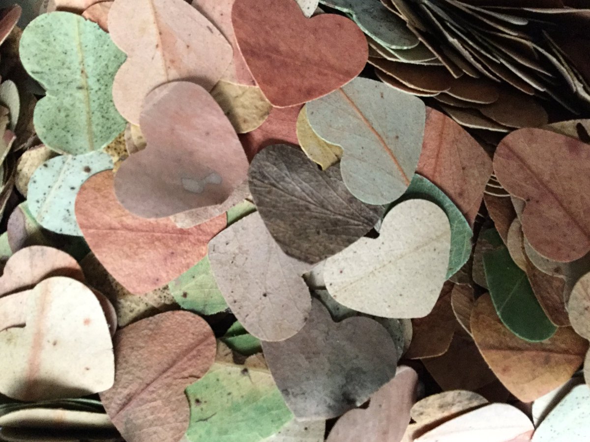 JenC_Designs's tweet image. Getting married?  👰🏼 Want a planet friendly celebration?  🌿🌏Our new eco confetti is hand punched from eucalyptus leaves, and can be blended with flowers, to create a mix just for you.  Watch out for the launch, or message me with queries.  😁💗 #wedding #weddinginspiration