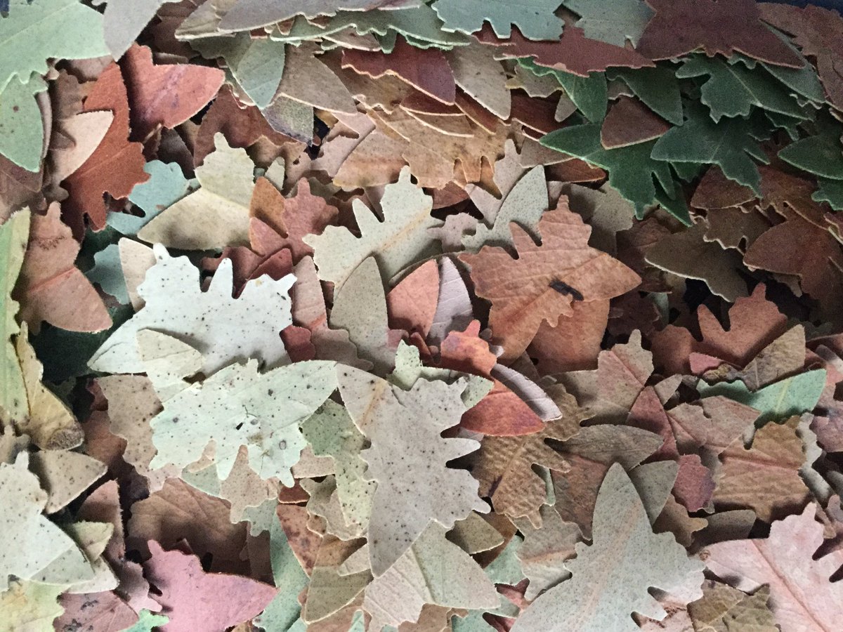 JenC_Designs's tweet image. Getting married?  👰🏼 Want a planet friendly celebration?  🌿🌏Our new eco confetti is hand punched from eucalyptus leaves, and can be blended with flowers, to create a mix just for you.  Watch out for the launch, or message me with queries.  😁💗 #wedding #weddinginspiration