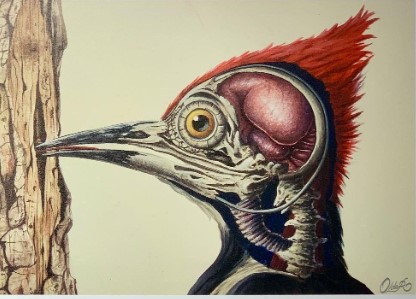ambitocultural's tweet photo. Este 14ene en @enc_ciencia en #ÁmbitoCulturalMálaga de @elcorteingles de Av. Andalucía, se presenta la #expo El arte de ilustrar la ciencia. 🖌️ 🔬
¡Descubre más sobre esta antigua y bella disciplina y su importancia en el ámbito de la investigación! 👇 
https://t.co/AO5qFYr3Ag https://t.co/IeN5D5IUUd