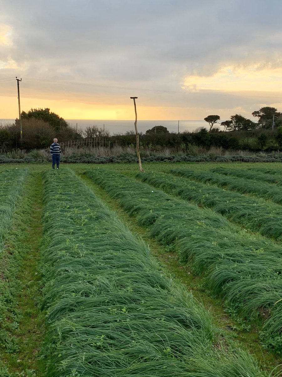 Absolutely superb morning on Friday visiting Brian Eyers and his family at the Cornish Saffron Company on The Roseland. One of the newest members of Made in Cornwall I had a fascinating couple of hours learning about all things saffron. Find out more at cornishsaffroncompany.co.uk