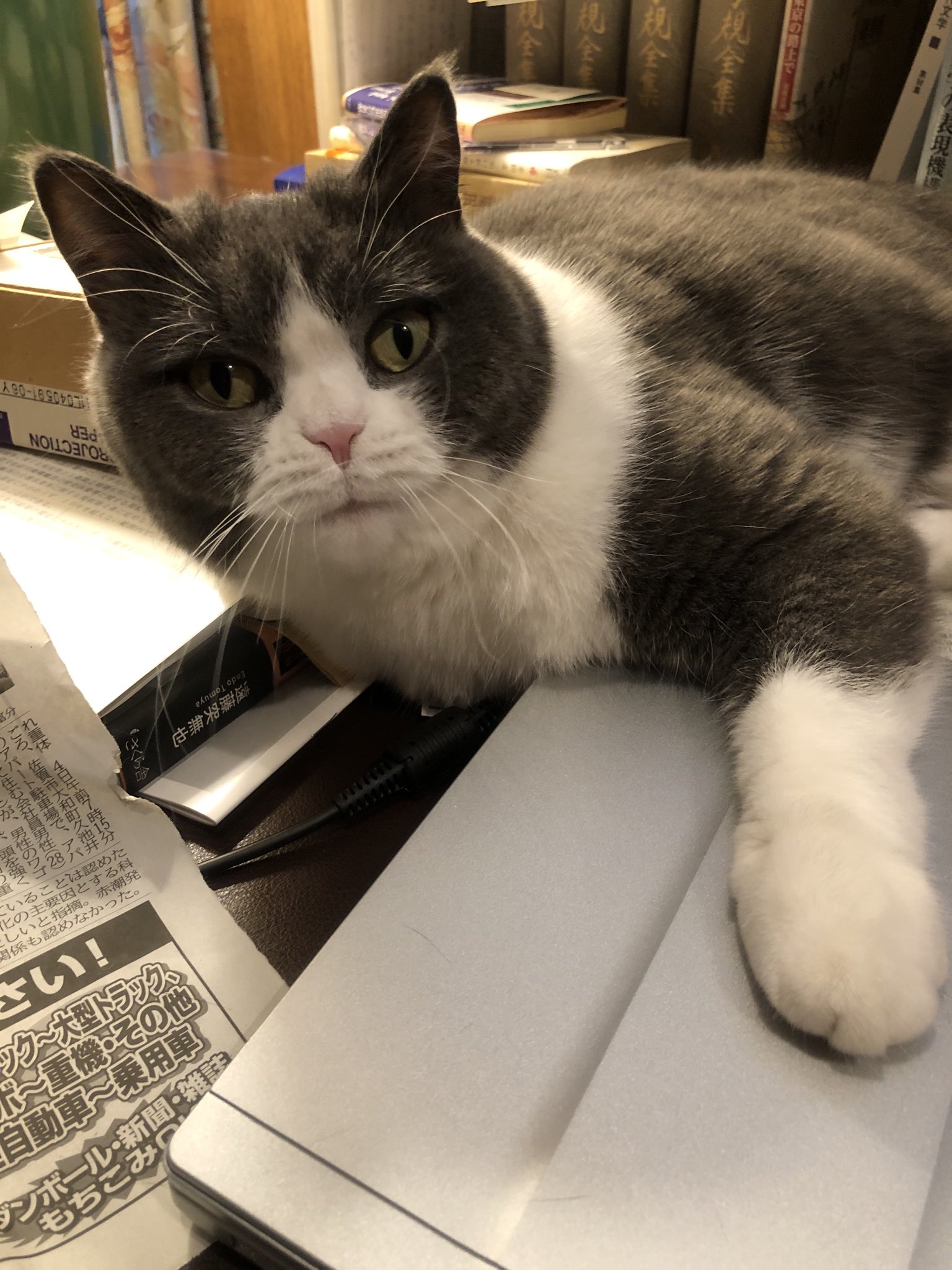 O Xrhsths ロバート キャンベル Sto Twitter 明日早いし眠くもあるけど編集者が待っているから寝るわけにもいけないよね夕吉 夕吉 Youkichi Wants A Quick Wrap Up O Xrhsths ロバート キャンベル Sto Twitter 明日早いし眠くもあるけど編集者が待っているから寝るわけにもいけないよね夕吉 夕吉 Youkichi Wants A Quick Wrap Up
