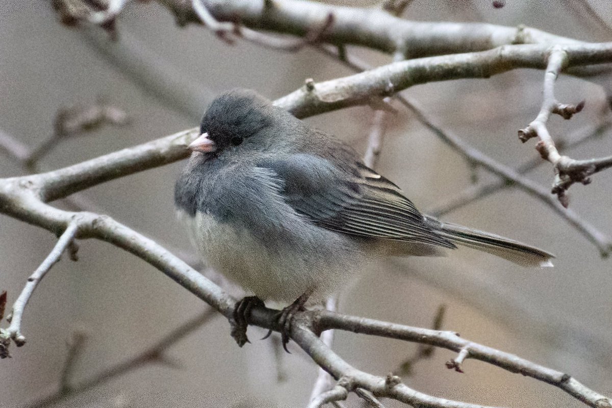 A female Junco floofs her subtly pretty feathers in a morning chill!