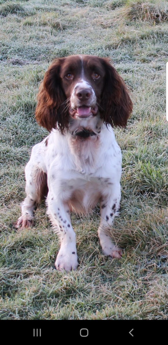 PSOSDogs's tweet image. #PdMac was on hand to help officers in the Cardonald area of Glasgow on Saturday. Recovering £44000 worth of drugs #TheNoseKnows #SuperSpringer 🏴󠁧󠁢󠁳󠁣󠁴󠁿🐾