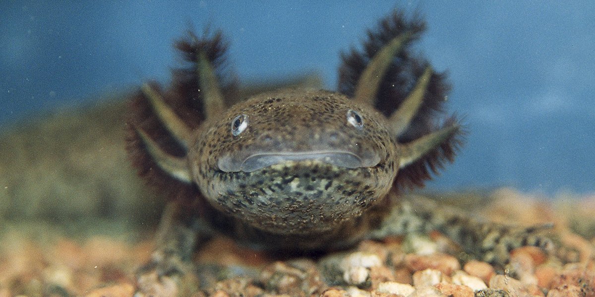 Foto: © Prof. Dr. Lennart Olsson (Friedrich-Schiller-Universität Jena)