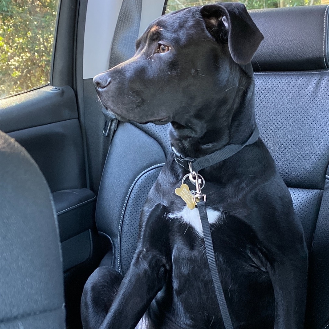 runawaypets's tweet image. Help us find Waylon the Labrador Retriever
Get the app runawaypets.co
⚠️ #FurAlert
#dog #dogsofinstagram #dogs #puppy #instadog #dogstagram #love #pet #cute #doglover #dogoftheday #instagram #pets #doglovers #puppies #ilovemydog #puppylove #doggy #doglife #doggo