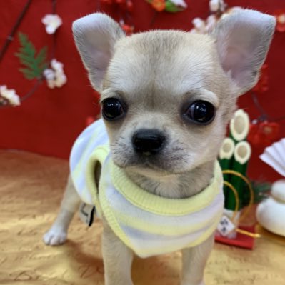 印刷可能 犬 セルフ シャンプー 岐阜 2178 犬 セルフ シャンプー 岐阜 Jpsaepictj3yb