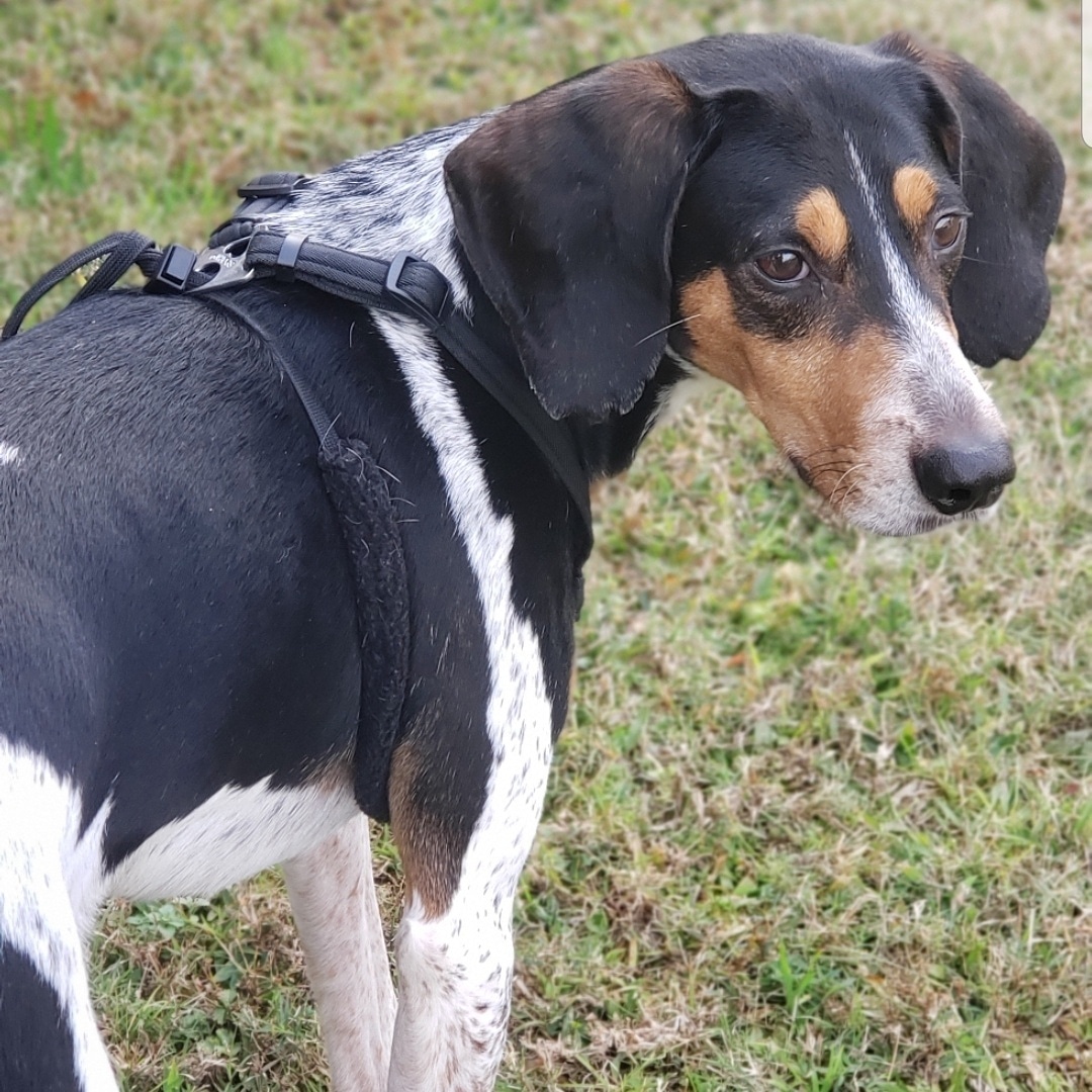 runawaypets's tweet image. Help us find Luke the Black and Tan Coonhound
Get the app runawaypets.co
⚠️ #FurAlert
#dog #dogsofinstagram #dogs #puppy #instadog #dogstagram #love #pet #cute #doglover #dogoftheday #instagram #pets #doglovers #puppies #ilovemydog #puppylove #doggy #doglife #doggo