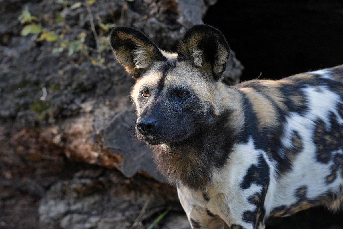 Have you seen this African Hunting Dog at the zoo &amp; thought, "Hyena!"

Don't worry, you're not alone! Many confuse them for hyenas. Look to the ears for clues as to who's who - the AHD's ears are large &amp; round like satellites. Also, #BrookfieldZoo doesn't have any hyenas!🙃