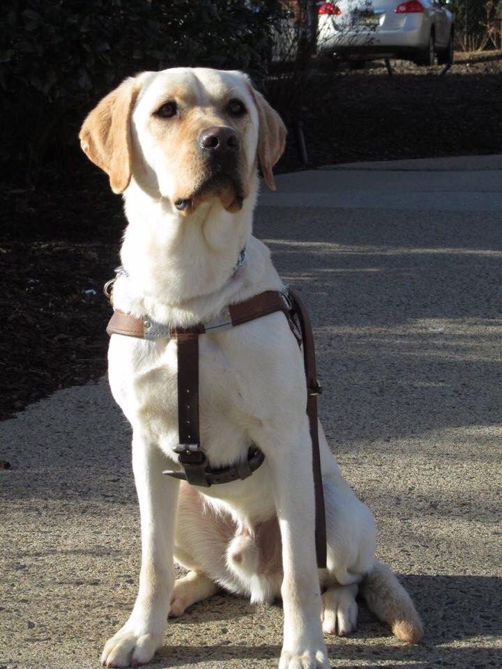 kitkat112789's tweet photo. Travis’s town walk was two years ago and Chaz’s is next month. And my emotions between these two are rather different. #BeGoodPup https://t.co/yliJVjbYzn