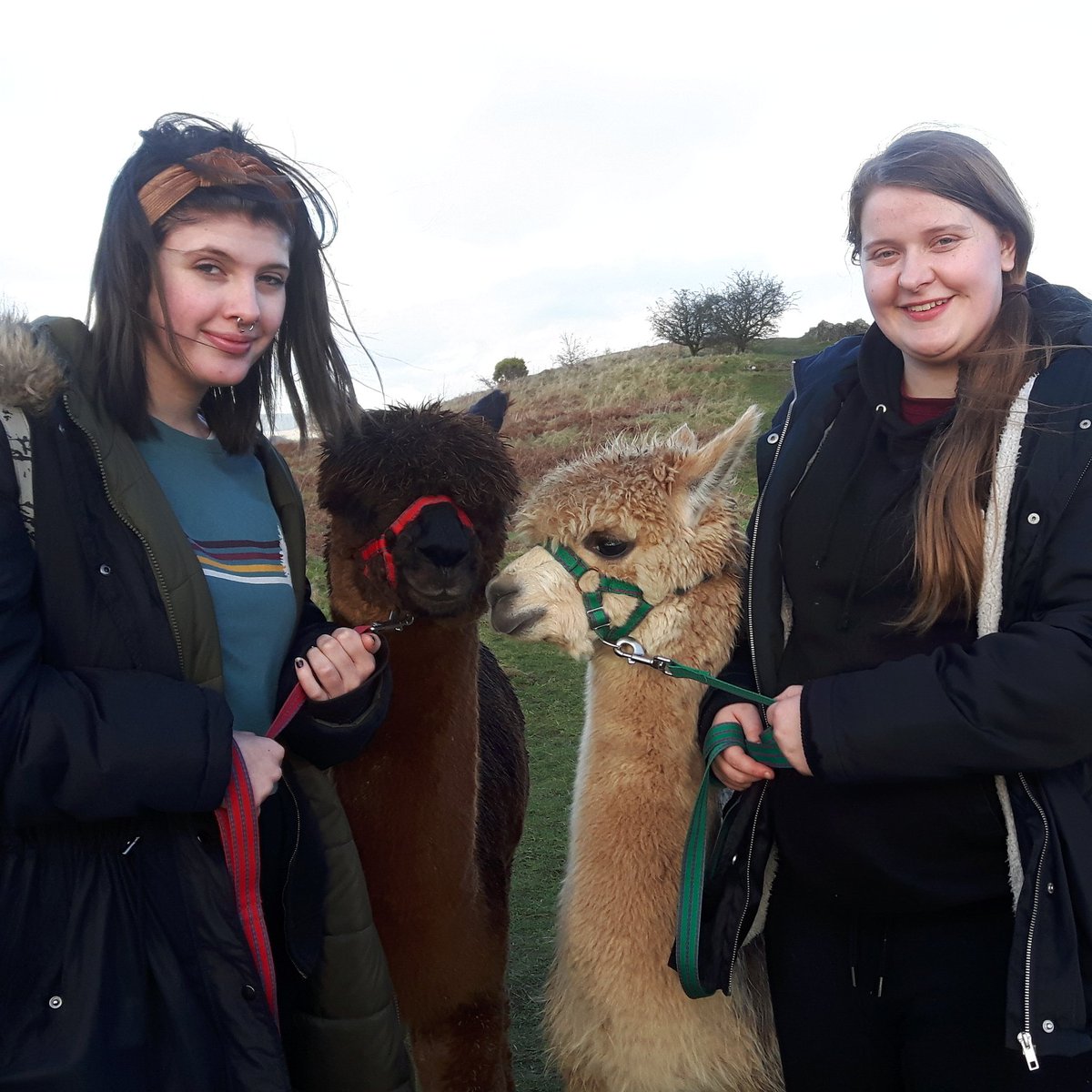 A break in the weather so off we go!! Kayleigh and Charlie enjoyed some blue sky and a chilled walk with Carmelo and Jura.
#cutealpacas #alpacatrekking #alpacatherapy #alpacaexperience #kendal #lakeland #lakedistrict #cumbria