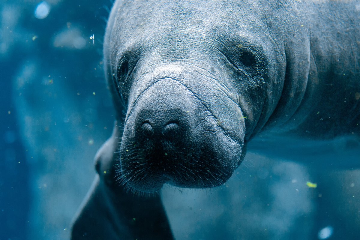 Happy #ManateeMonday from this fella! 💙