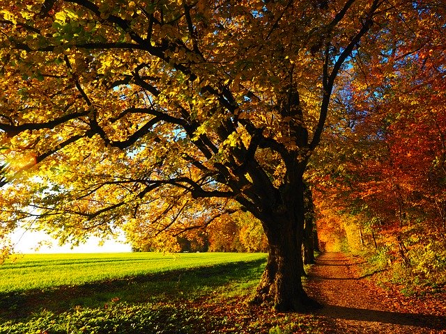 CambAhead's tweet photo. To encourage more tree planting @SouthCambs is offering every parish council in South Cambridgeshire #ThreeFreeTrees. This initiative forms part of the council's plan to work towards making the district zero carbon by 2050. Full details: https://t.co/DT0mqnT8Z6 https://t.co/X6LUYBGCVS