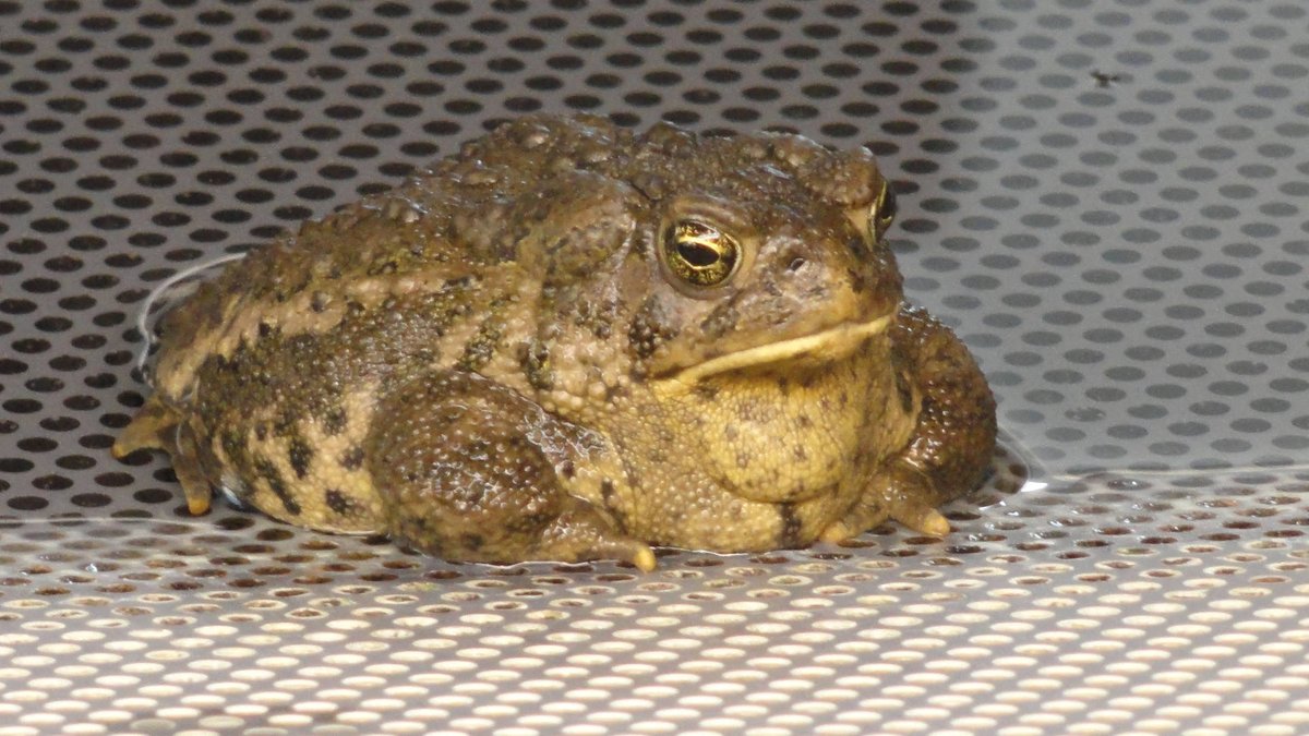 brown toad on white grating