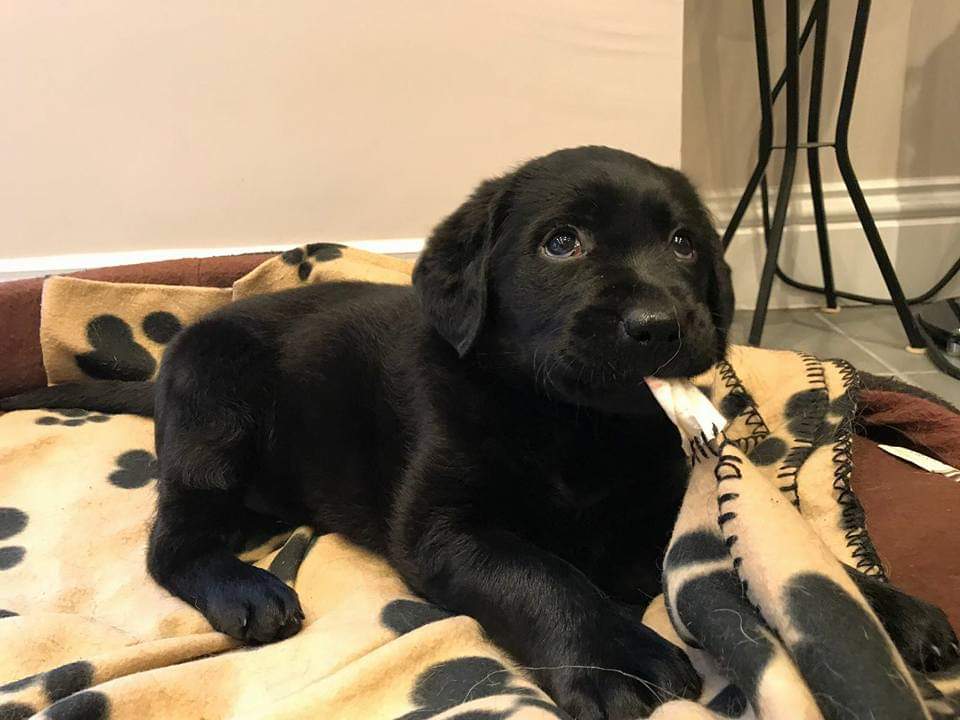 ITGamesClub's tweet photo. Monday blues to be taken away by a cute puppy near you https://t.co/I6sfii8Mad