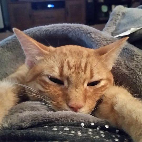 Monday moods.  #CatSpotLitter #MondayMorning #CatsOfTwitter