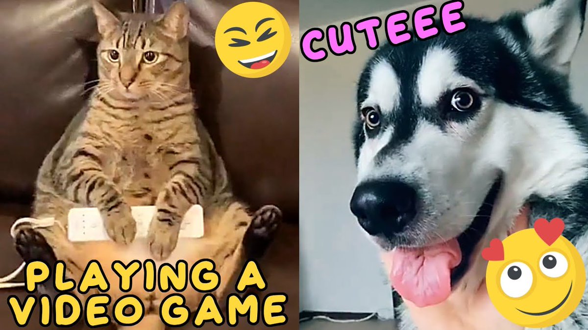 MeowMoeDotCom's tweet photo. 💗Aww - Funny And #Cute #Cats 😻 and Dogs 🐶 Comp ...
 
#Cats #Cat #Kittens #Kitten #Kitty #Pets #Pet #Meow #Moe #CuteCats #CuteCat #CuteKittens #CuteKitten #MeowMoe
 
#Adorable #AdorableCats #AdorablePets #AnimalsTooCute #AnimalsVideo
 
https://t.co/Hd5y1LXAue
 
. https://t.co/3jiSKejyB0