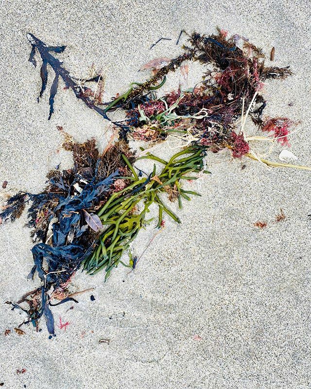 soffi__studio's tweet image. Looking to nature for colour inspiration, sometimes all you need to do is look down. From a recent trip out west. #tsunamiglassworks #inspiredbynature #inspiredbycolor #interiordesign ift.tt/2QPEOP5