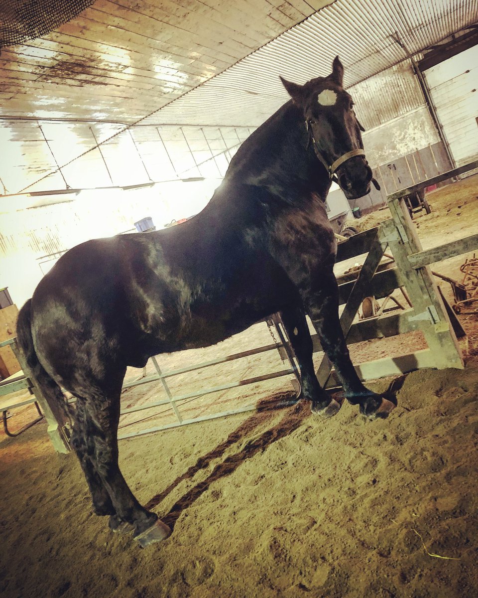 RNC_PoliceNL's tweet photo. Dr. Rich is really embracing the concept of 'new year, new me'. Now halfway to his weight loss goal, Dr. Rich is back to his energetic self, with his silly personality shining through! #SaddleUp #MountedUnitMonday https://t.co/A0tm5z5xhH