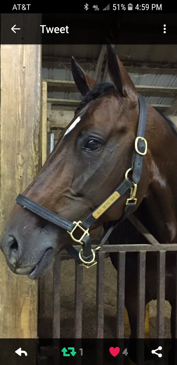 buildfgb's tweet photo. This boy bred 151 mares his 1st season. Book early for season 2! Contact Seelster Farms today.
#Dontgetshutout https://t.co/KHU3Vt84DJ
