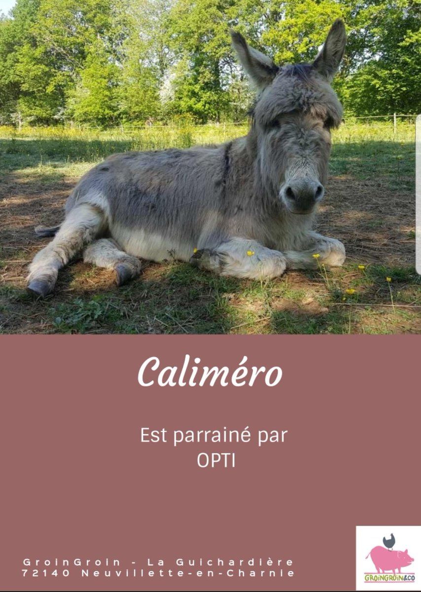 avokatoptimist's tweet photo. Est ce qu'on s'offre une minute pipou ?
Oui🙂
Meilleur moment de ma journée.
Grâce à @Lorien_Angmar j'ai découvert l'association @GroinGroin_Co
Je suis donc la marraine heureuse de Calimero 🙂 https://t.co/7BA3ea3lkH