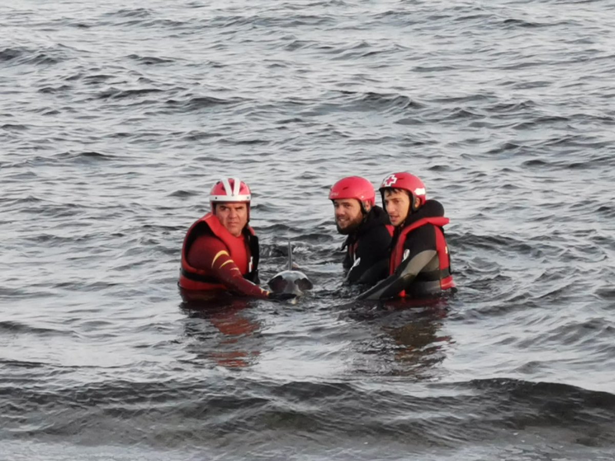 CruzRojaRMurcia's tweet photo. El frío al estar metido en el agua 3 horas no es tanto si con ello consigues salvar a un #delfin #Voluntariado #SalvamentoMaritimo https://t.co/qnNpoa37Nj