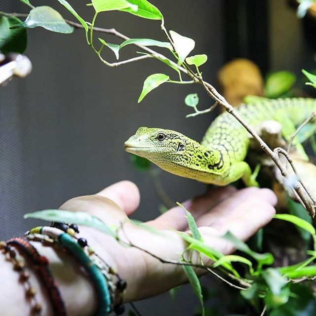 ReptileExpo_ca's tweet photo. Gold ✨in my hand 🏴☠️! Repost from @tanguy_toopet #VaranusReisingeri #Toopet #CrownJewel #JeLaKiffeTellement #OndevraitRecevoirLeNouveauTerraCetteSemaine https://t.co/U8jax0lHxm https://t.co/nd8HJMiWNN