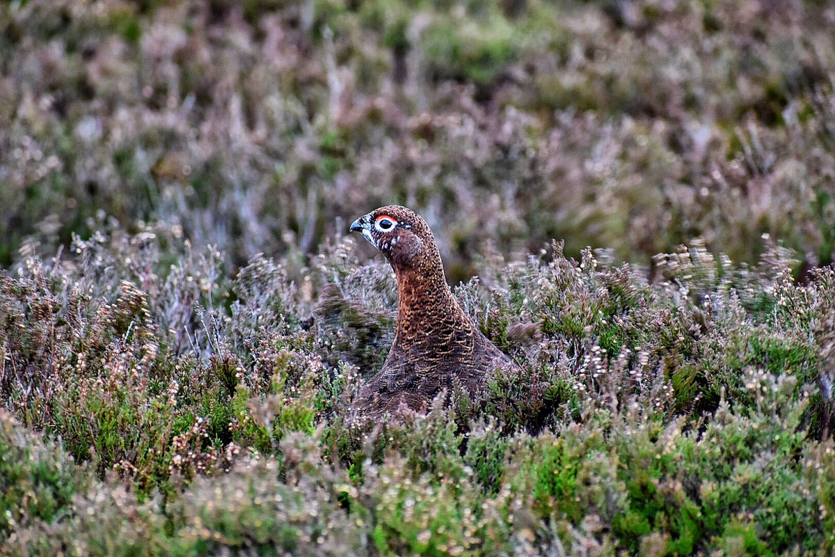 zoesmith98's tweet photo. I’m a long way off being a capable photographer but with wildlife like this on my doorstep how can you not capture it. #grouse #photography #uplands #heather #moorlands https://t.co/VUcu2IXwg5