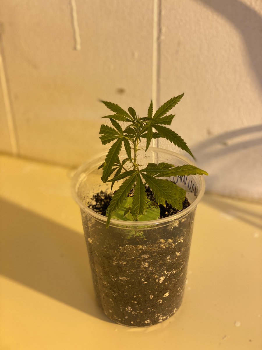BloomzDr's tweet photo. Little baby.  It goes against all logic and training but we’ve found that clear, tall cups help the roots grow.  I don’t know why but it works. #craftweed #craftgrow #weed #cannabis #marijuana #medicalmarijuana #pot #cannabisphotography #cannabisindustry #growsetup #weedporn https://t.co/PYQGji08Ul