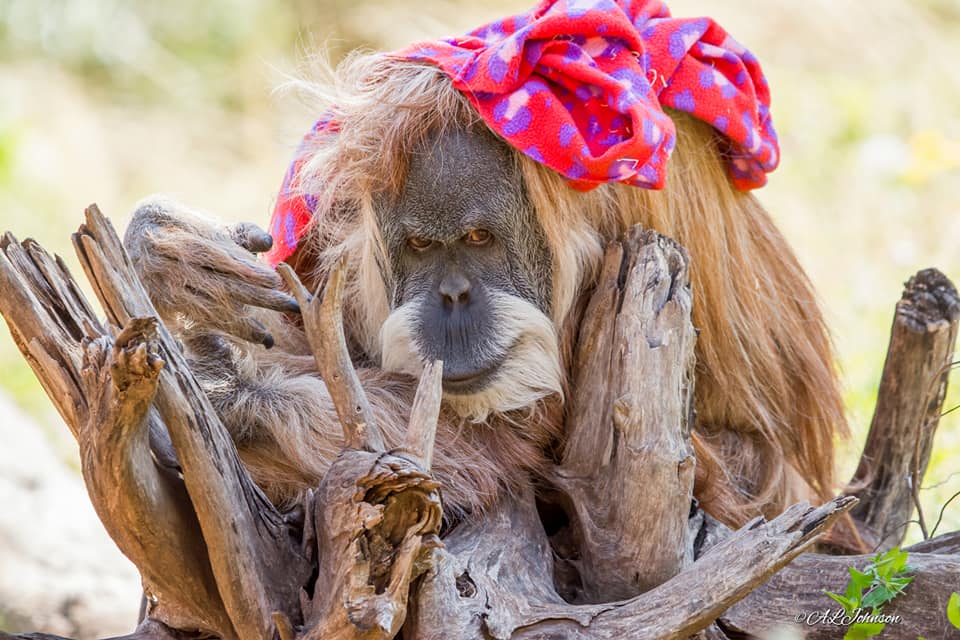 okczoo's tweet photo. A beloved member of the OKC Zoo’s animal family, Toba, a 53-year-old, female, Sumatran orangutan, was humanely euthanized on Saturday, Jan. 11. 

To learn more about Toba's life at the OKC Zoo, go to https://t.co/sO1oudfWQ5!

📸: Andrea Johnson https://t.co/zaj0GQKbC9