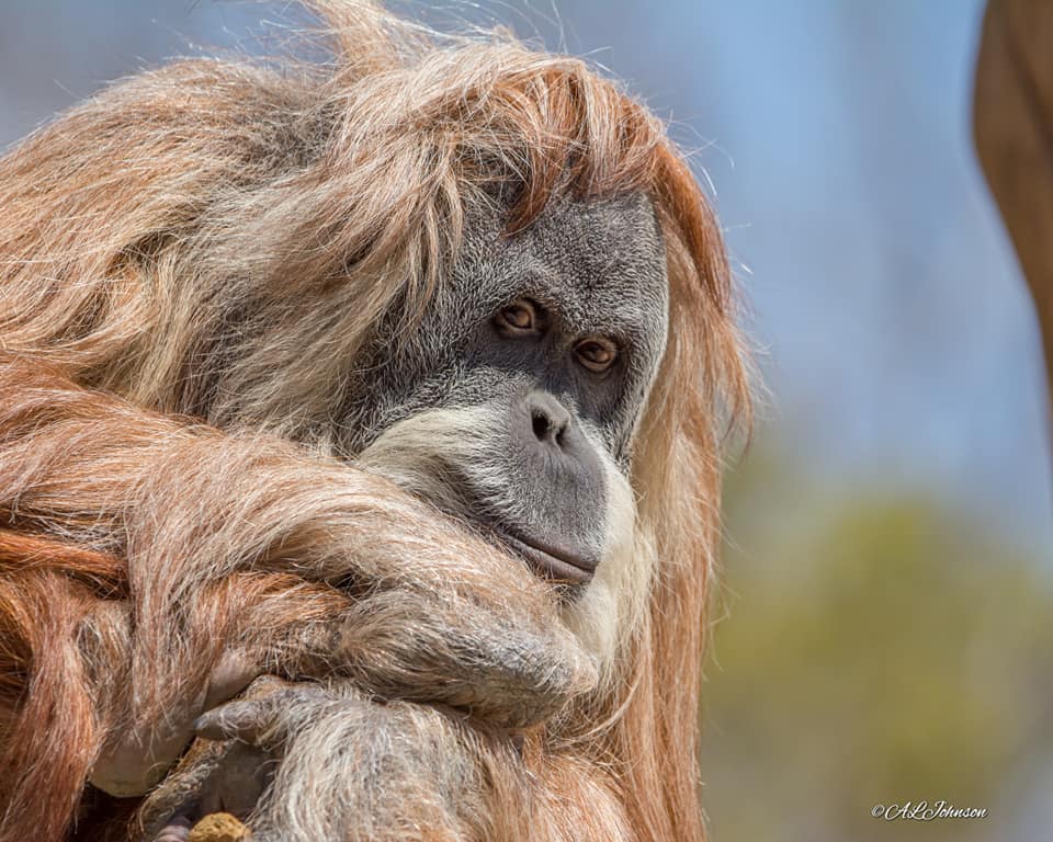 A beloved member of the OKC Zoo’s animal family, Toba, a 53-year-old, female, Sumatran orangutan, was humanely euthanized on Saturday, Jan. 11. 

To learn more about Toba's life at the OKC Zoo, go to okczoo.org/blog/posts/okc…!

📸: Andrea Johnson