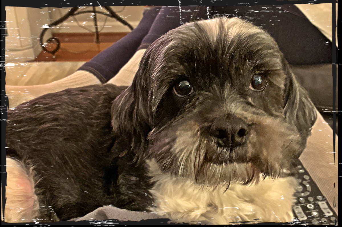 ThatDogFSU's tweet photo. Hanging in tough almost a month after my kidney failure diagnosis. I’m going to enjoy every minute I have left with @ThatGuyFSU! 💙💕💙 https://t.co/uxbR2G9yrt