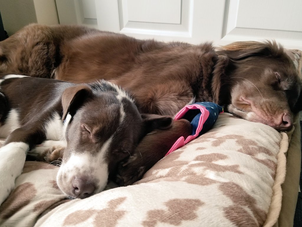 tcrownnn's tweet photo. Live look at our house right now. We are all exhausted here but so happy to have a family. https://t.co/QKuMwnu6fm