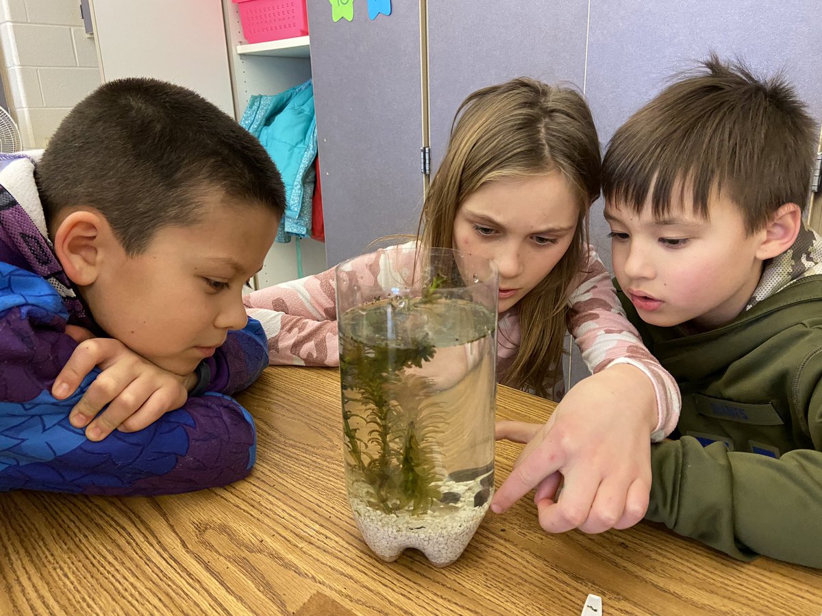 MrsMarchFC's tweet photo. Check out our fantastic ecosystems!  Mosquito fish, snails, duckweed, elodea, and algae make up each self-sustaining aquarium! 🐟 #WhatMakesFCSpecial @Ojrscience @OwenJRobertsFC https://t.co/pox3hmRuSD