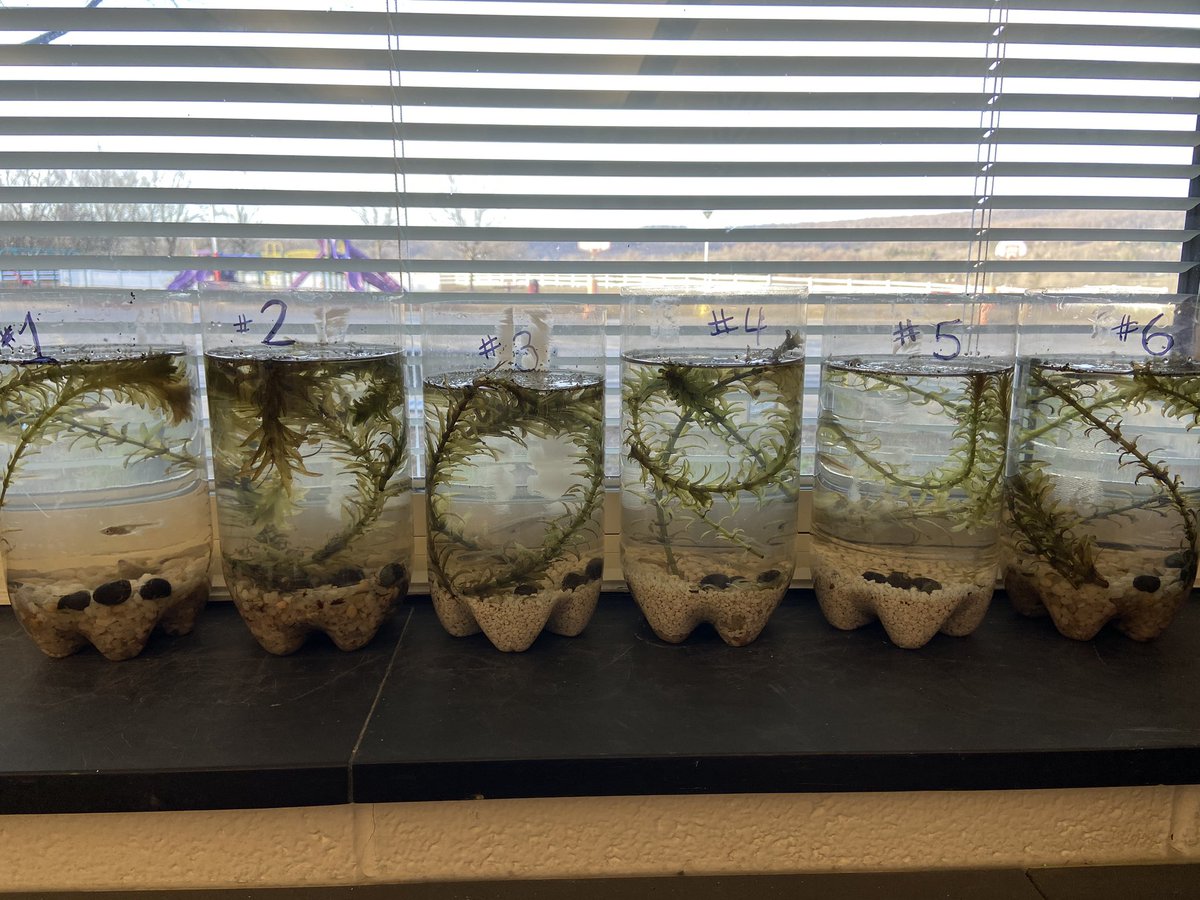 MrsMarchFC's tweet photo. Check out our fantastic ecosystems!  Mosquito fish, snails, duckweed, elodea, and algae make up each self-sustaining aquarium! 🐟 #WhatMakesFCSpecial @Ojrscience @OwenJRobertsFC https://t.co/pox3hmRuSD