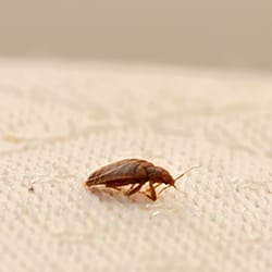WittPM's tweet image. Do you know what to do to stop the spread of bed bugs to your home? Find out, here. bit.ly/2TjW6Fr #bedbugcontrol #bedbugs #bedbugfreehome