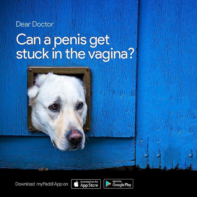 Can A Dogs Red Rocket Get Stuck