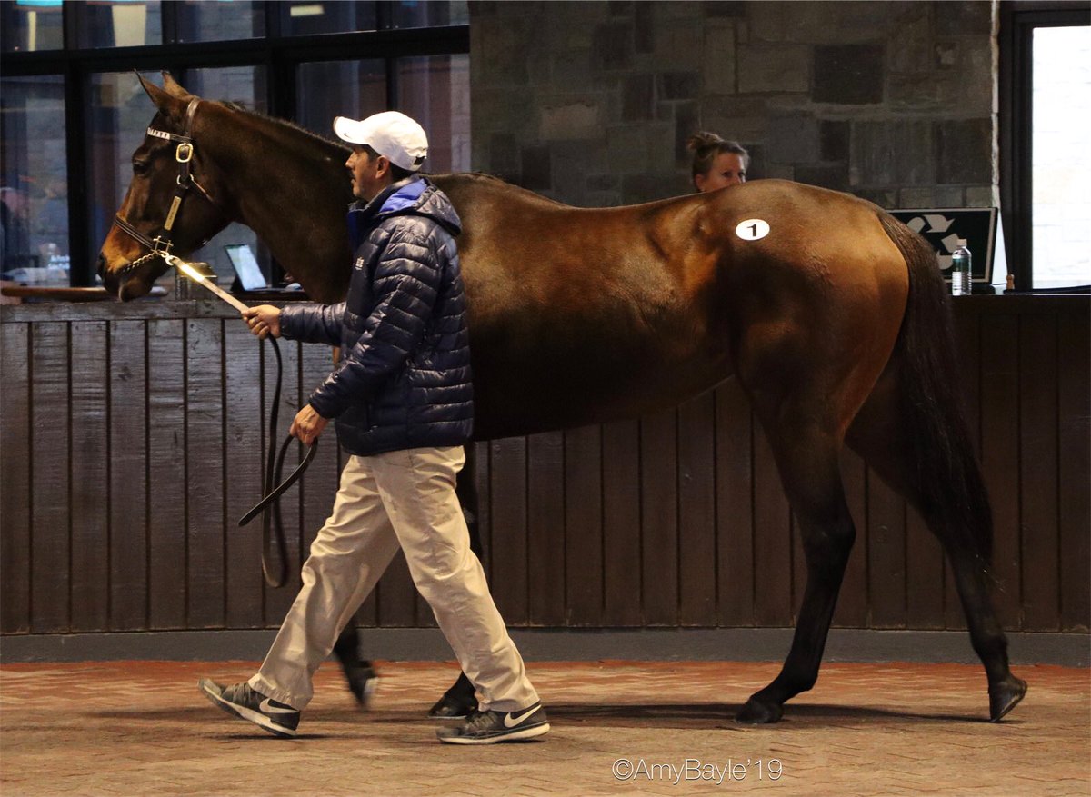 AmyBayle's tweet photo. Let the games begin! #hip1 @keeneland January Sale https://t.co/KiLC4n8MjW