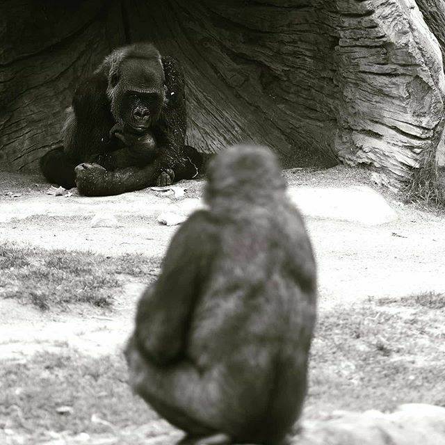 photographerAL2's tweet photo. Mother and child gorilla
#photographeral #pentax645z #ricohimaging #pentaxagram #blockai #pentax #mediumformat @pentax.d.a.ch
#nature #amazing #awesome #travel #photography #landscape
@dphotographermag
#dphotographermag
#moodygrams
#mgsoshauna
#shutt… https://t.co/RjIG8eBT8g https://t.co/idHQJuHLHm