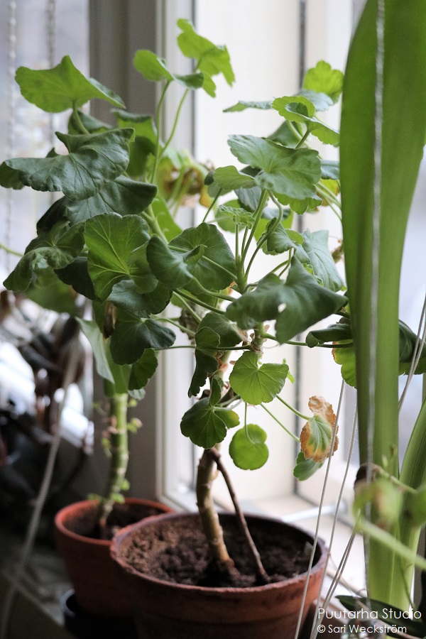 PuutarhaStudio's tweet photo. Blogissa juttua ekologisesta tavasta säilyttää pelargonit talven yli, ja miltä ne näyttävät nyt. https://t.co/Jcb4yLx4KN #ekologinen #talvisäilytys #pelargonit #puutarhanhoito https://t.co/eDcLU7p85C