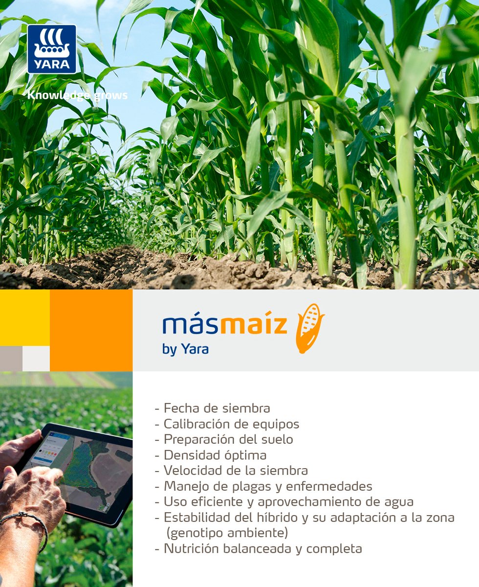 Yara_Ecuador's tweet photo. ¡Regístrate https://t.co/lM1cpXms6B y sé parte de los productores de Maíz que logran resultados exitosos!🌽

¿Conoces los principales aspectos que influyen de forma agronómica en el rendimiento del maíz?🤔 https://t.co/mJecJYeMkF