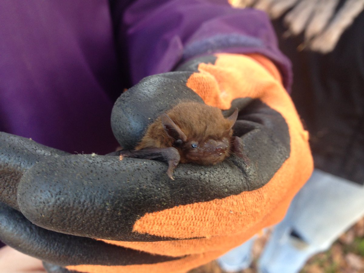SimlawEcology's tweet photo. A soprano pipistrelle about to be health checked before being rehomed in a nearby bat box following the hand removal of cladding from a house. #bats #ukwildlife https://t.co/64gMtbPDAs