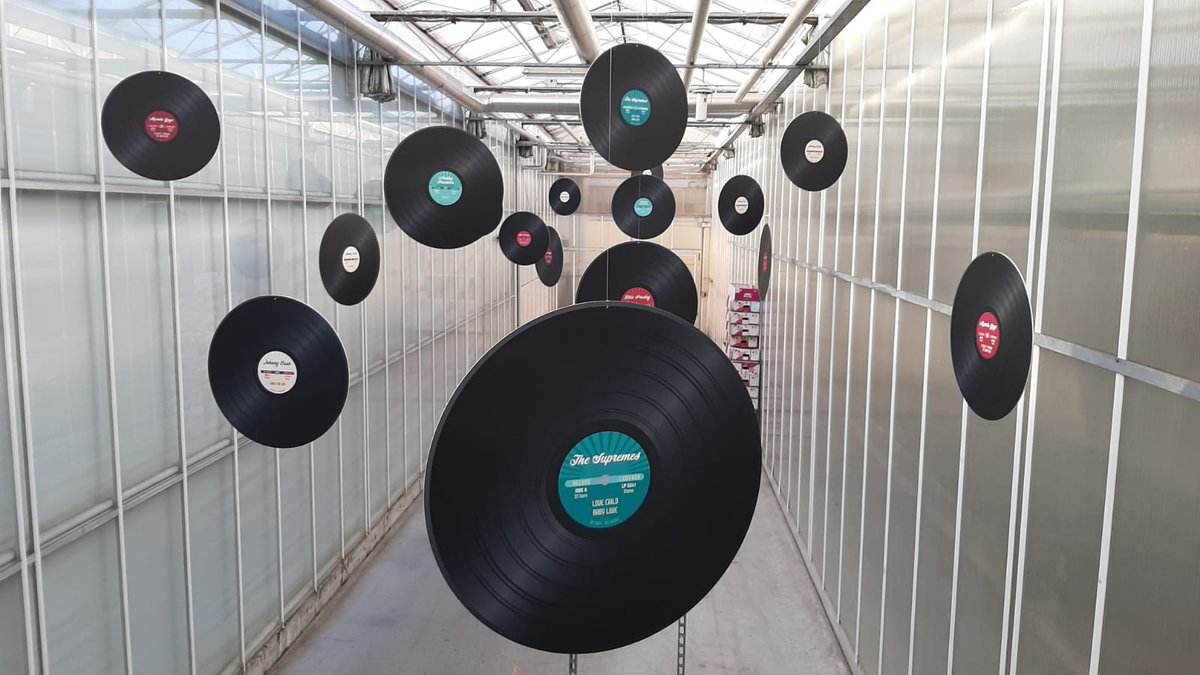 Deliflor Chrysanten tweet media