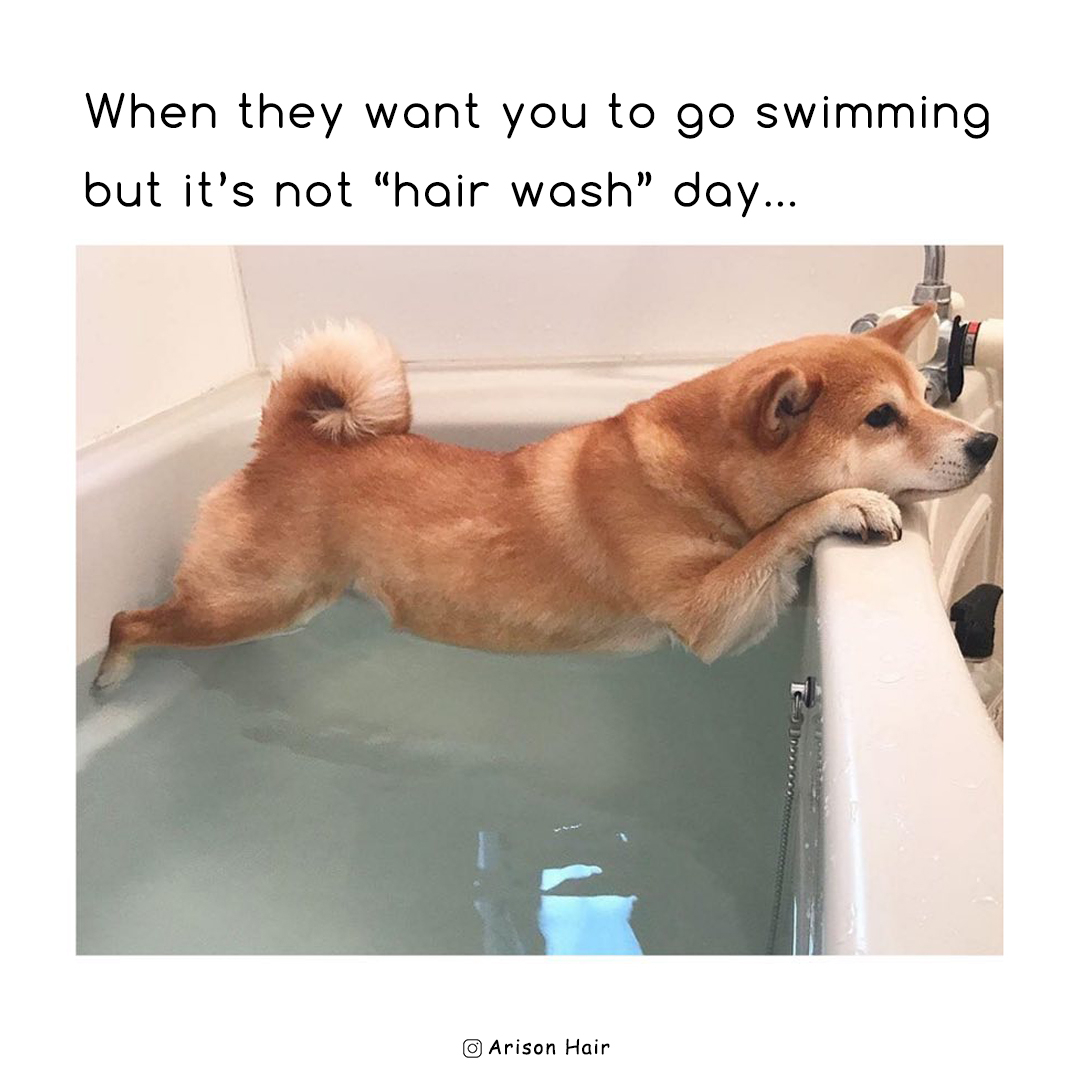 ArisonWigsShop's tweet photo. Super!⁠😫😫😆
.⁠
.⁠
.⁠
#ArisonHair #wigs #wiglovers #virginhumanhair #blackisbeautiful #repost #blackgirlsmagic #hotgirlshit #hairhumor #wigforblackwomen #muasupport #prettygirls #bitch #hairproblems #washday #4chair #myhaircrush #hairwashday #curlsunderstood https://t.co/sdGpBTnUvK