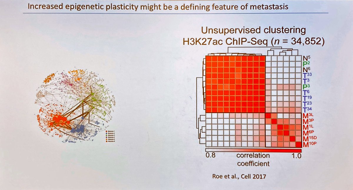 ara_anderson's tweet photo. .@AndriyMarusyk suggests that increased epigenetic plasticity might be a defining feature of metastasis #ThinkFest20 https://t.co/8xbhmk7xN2