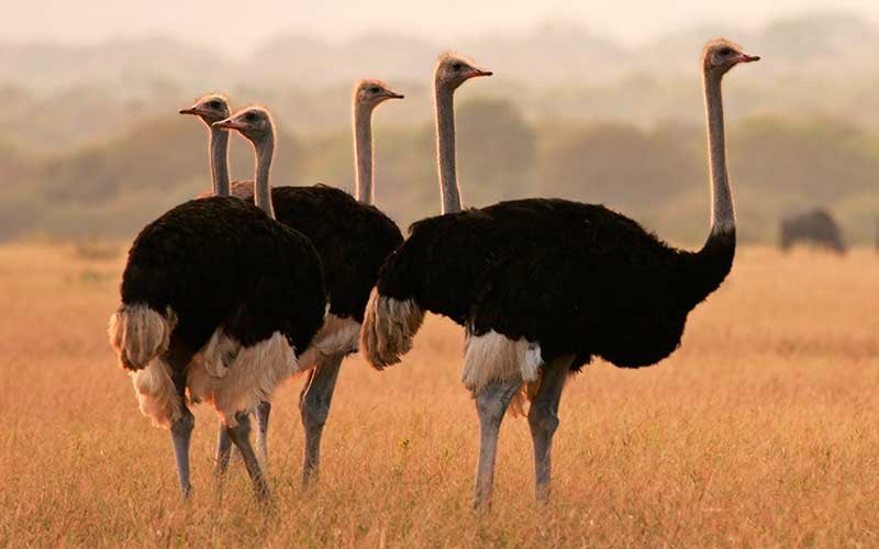 jpascuaibarrola's tweet photo. El avestruz: es el ave más grande del mundo pero no puede volar. No obstante, puede correr a 70 km/h. No puede defenderse alzando el vuelo, pero su patada es capaz de matar a un león. En la vida no se puede tener todo. Pensar en lo que te falta es no saber valorar lo que tienes. https://t.co/pHeO25PvVl