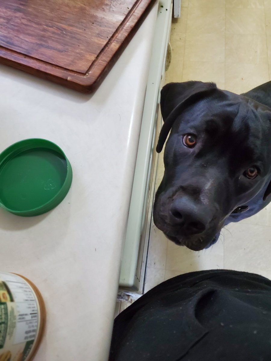 CastRedhead's tweet photo. My sous chef and I made dog treats...the big ones are pumpkin peanut butter spinach carrot and zucchini, the small bones are apple pumpkin and oatmeal, the paws are peanut butter apple and oatmeal #spoiled #puppylove https://t.co/YHcibt2hMJ